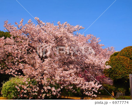 青空と満開の桜 6977774