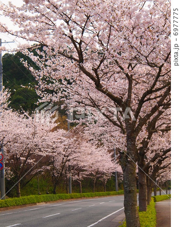 日本の風物詩　桜並木 6977775