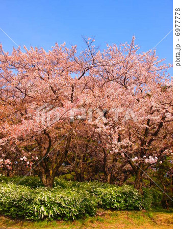 日本の風物詩　桜と雪柳と青空 6977778