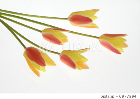 可愛いミニチューリップの花束 6977894