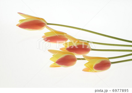 黄色と赤のコントラストが可愛い原種チューリップ 6977895