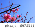 梅の花 6978311