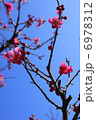 梅の花 6978312