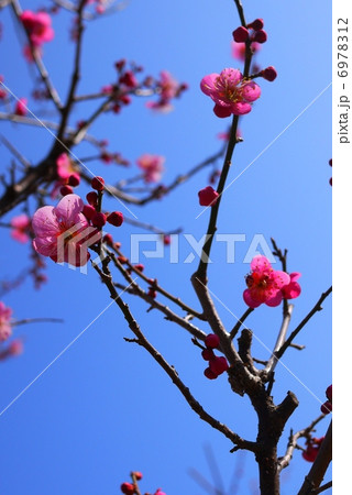梅の花 梅の花 6978312