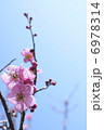 梅の花 6978314