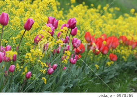 菜の花とチューリップ 6978369