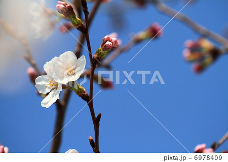 サクラ 6978409