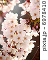 サクラ 6978410