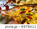 紅葉 6978411