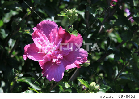 ムクゲの花 6978453