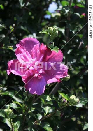 ムクゲの花 6978481