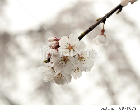 桜の花	 6978678