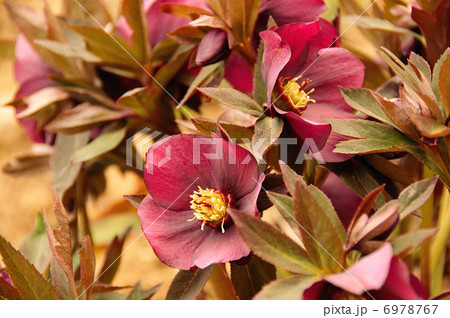 クリスマスローズ 6978767