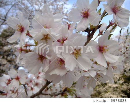 桜咲く 6978823