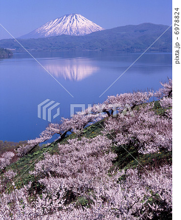 洞爺湖壮瞥公園の春 洞爺湖壮瞥公園の春 6978824