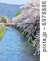 京都　疎水　桜 6978886