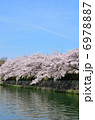 京都　疎水　桜 6978887