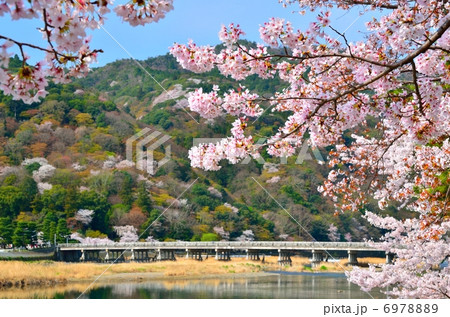 京都　渡月橋　桜 6978889
