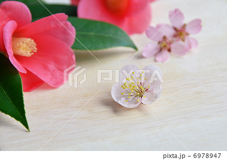 春の花 春の花 6978947