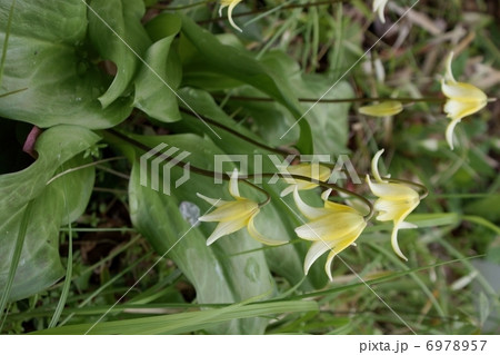 キバナカタクリ 黄花片栗 エリスロニウム キバナカタクリ 黄花片栗 エリスロニウム 6978957