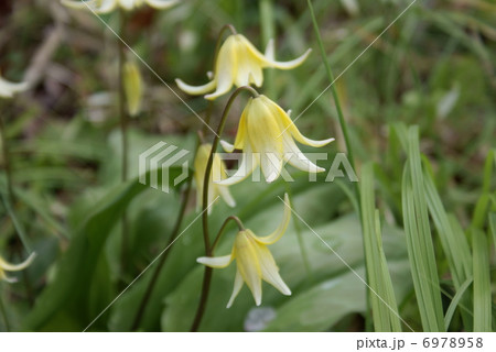 キバナカタクリ　黄花片栗　エリスロニウム 6978958