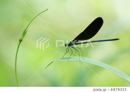 羽黒蜻蛉 6979355