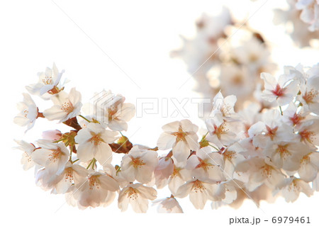 桜 6979461