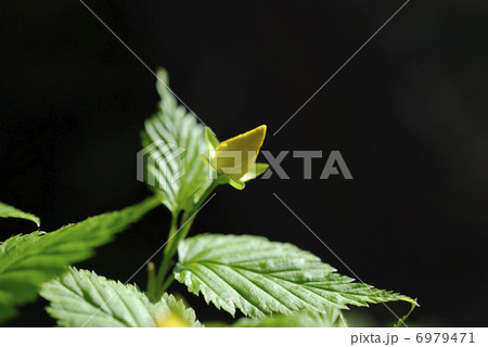 黄色く色ずいたヤマブキの蕾 黄色く色ずいたヤマブキの蕾 6979471
