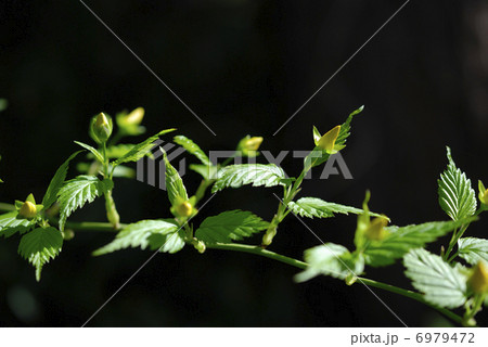 黄色く色ずいたヤマブキの蕾 6979472