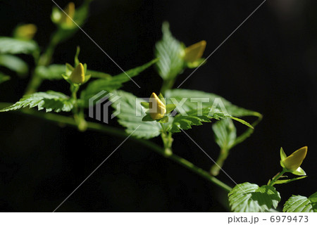 黄色く色ずいたヤマブキの蕾 黄色く色ずいたヤマブキの蕾 6979473