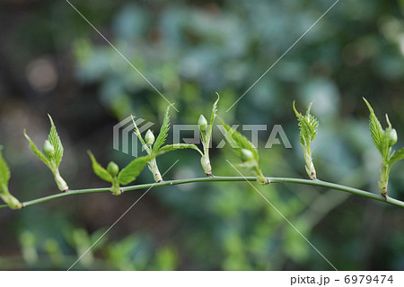 春に目覚めて踊っている様なヤマブキの新芽 6979474