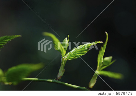 春に目覚めて踊っている様なヤマブキの新芽 6979475