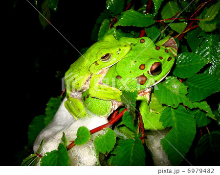 モリアオガエル 6979482