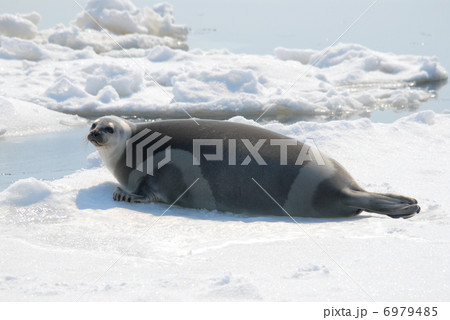 クラカケアザラシ 6979485