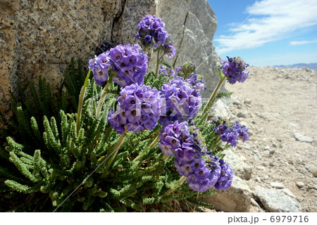 高山植物 6979716