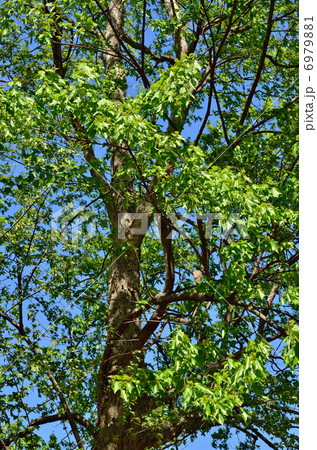 樹木・トウカエデ　カエデ科 6979881