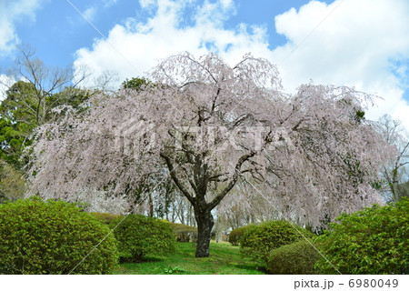 桜しだれ 6980049