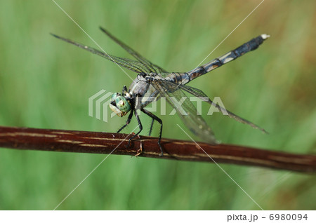 枝に止まるシオカラトンボ 6980094