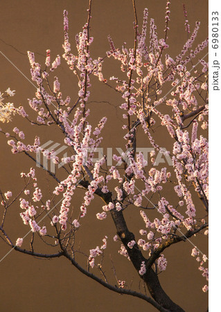 信州千曲市森地区の満開のあんずの樹 信州千曲市森地区の満開のあんずの樹 6980133