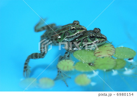仲良しトノサマガエル 6980154