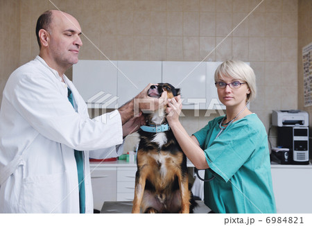 veterinarian and assistant in a small animal clinic veterinarian and assistant in a small animal clinic 6984821