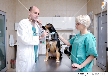 veterinarian and assistant in a small animal clinic veterinarian and assistant in a small animal clinic 6984837