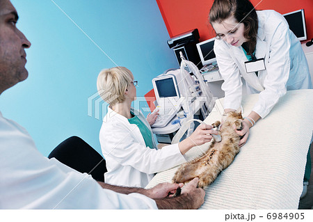veterinarian and assistant in a small animal clinic veterinarian and assistant in a small animal clinic 6984905