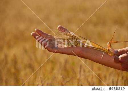 hand in wheat field hand in wheat field 6986819
