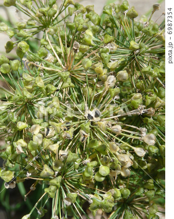 ニラの種 6987354