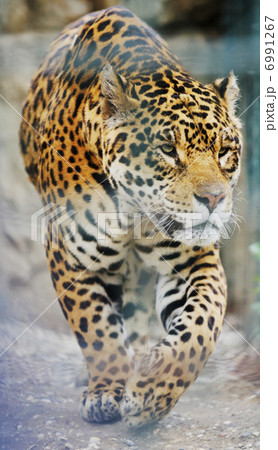 big cat big cat 6991267