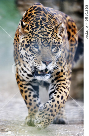 big cat big cat 6991268
