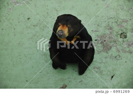 bear bear 6991269