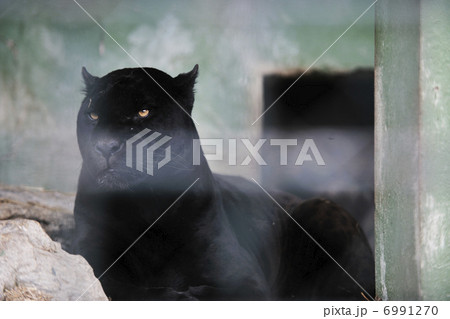 big cat big cat 6991270