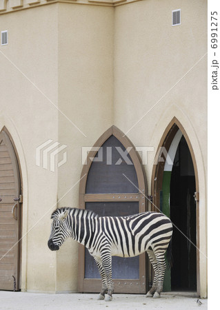 zebra zebra 6991275